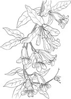 CGA50279.TIF