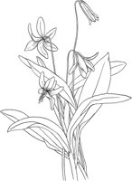 CGA50277.TIF