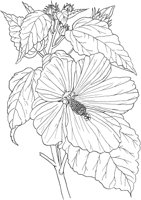 CGA50275.TIF