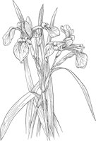 CGA50274.TIF
