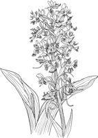 CGA50272.TIF