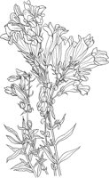 CGA50270.TIF