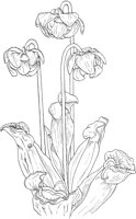 CGA50268.TIF