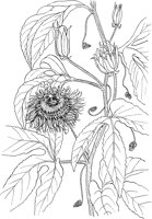 CGA50267.TIF