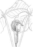 CGA50262.TIF
