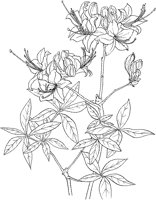 CGA50256.TIF