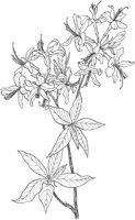 CGA50255.TIF