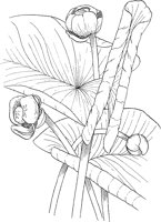 CGA50254.TIF