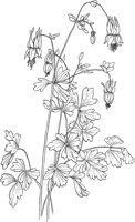 CGA50253.TIF