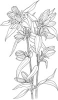 CGA50248.TIF