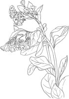 CGA50247.TIF