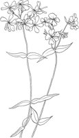 CGA50246.TIF