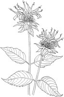 CGA50244.TIF