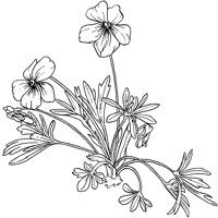 CGA50242.TIF
