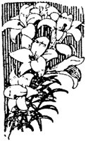 CGA50239.TIF