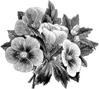 CGA50223.TIF