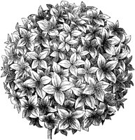CGA50222.TIF