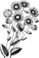 CGA50217.TIF