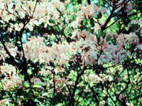 CGA50210.JPG