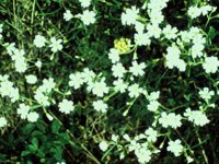 CGA50188.JPG