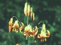 CGA50131.JPG