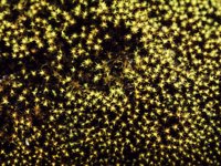 CGA50108.JPG