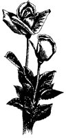 CGA50009.TIF