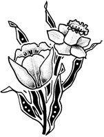 CGA50008.TIF
