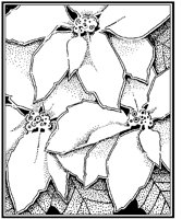 CGA50006.TIF