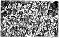 CFZ50006.TIF