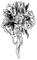 CFY50073.TIF