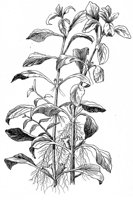 CGY50324.JPG