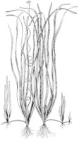 CGY50315.JPG
