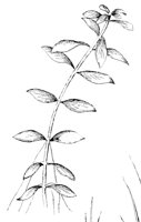 CGY50313.JPG