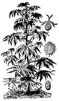 CGY50307.JPG