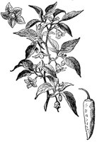 CGY50305.JPG