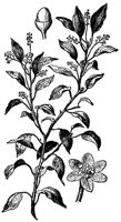 CGY50303.JPG