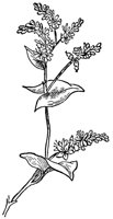 CGY50300.JPG