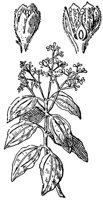 CGY50294.JPG