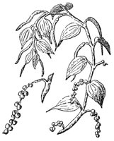 CGY50291.JPG
