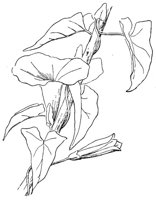 CGY50270.JPG