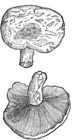 CGY50143.TIF