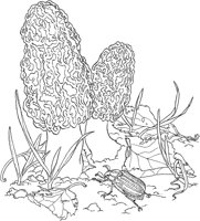 CGY50098.TIF