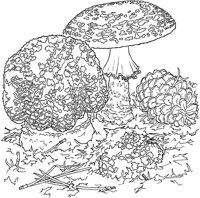 CGY50073.TIF