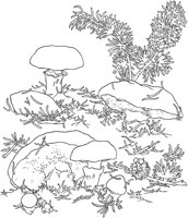 CGY50070.TIF
