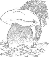 CGY50067.TIF