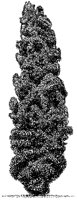 CGX50096.TIF