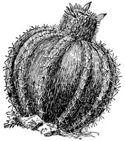 CGW50079.JPG