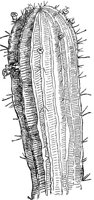 CGW50078.JPG