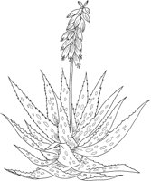 CGW50062.TIF